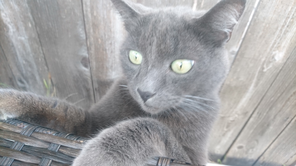 A closeup of a gray cat clambered onto a ledge