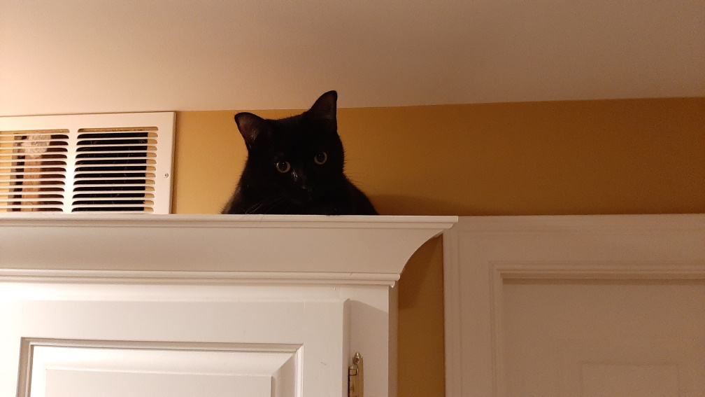 A black cat perched ontop a cabinet