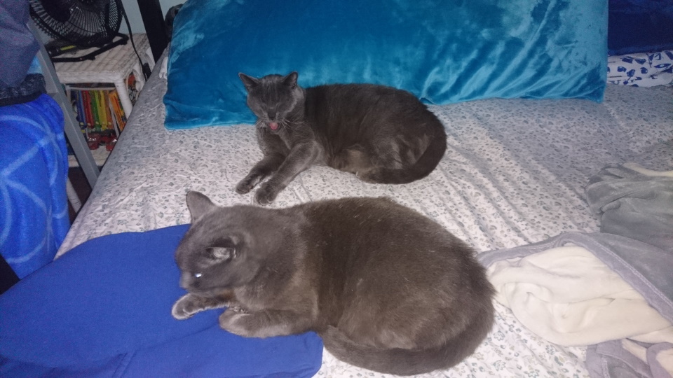 Two gray cats lying down