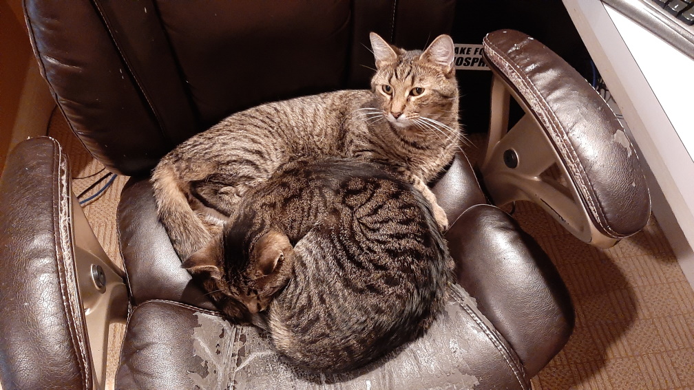 Two tabbies sharing a leather office chair